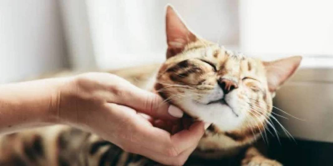 Kedinizin sizi ne kadar sevdiğini test etmek ister misiniz? ‘Evet’ cevabınız 1 mi 9 mu? Bu davranışlar sevgisinin göstergesi 6